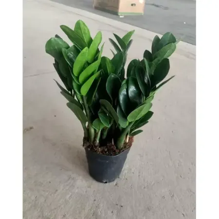 Замиокулькас ø30 h100 см