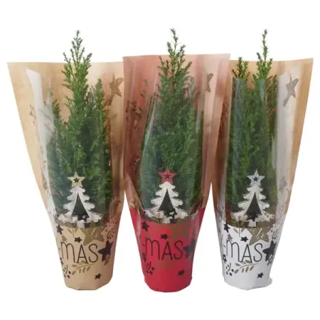 Кипарисовик Элвуда 105 ø9 h35 см