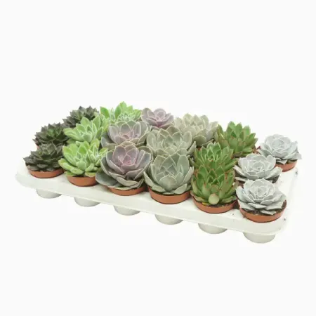 Эхеверия микс ø8 h15 см