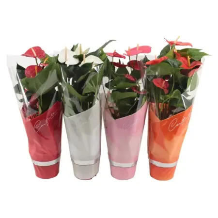 Антуриум микс ø17 h60 см