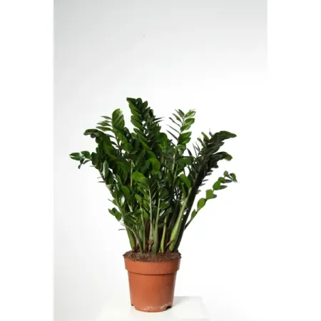 Замиокулькас ø21 h70 - 90 см