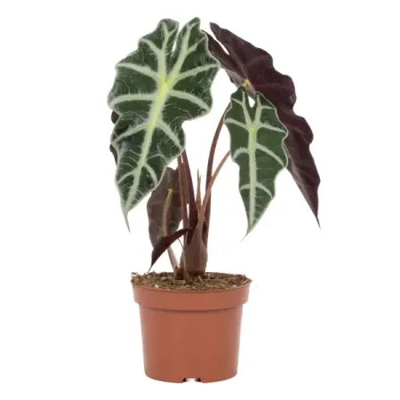 Алоказия Полли ø12 h40 см