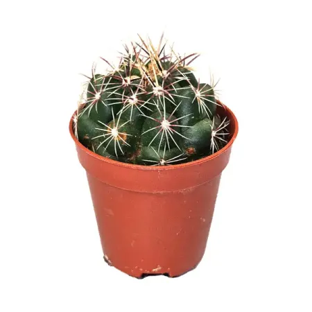 Кактус микс ø5.5 h10 см