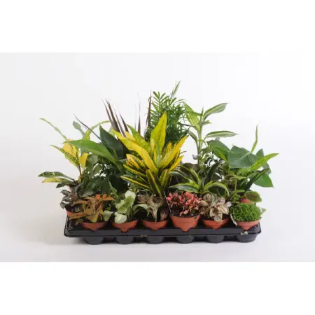 Плант микс ø9 h35 см