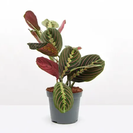 Маранта Фасцинатор трехцветная ø12 h25 см анна александровна кувайкова в ловушке сна маранта