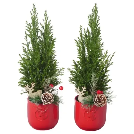 Кипарисовик Элвуда ø9 h35 см