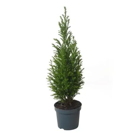 Кипарисовик Элвуда 100 ø9 h35 см