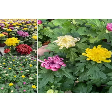 Хризантема крупноголовая микс ø14 h15 - 30 см искусственные ы laurelchow шелк хризантема маргаритка кореопсис гербера