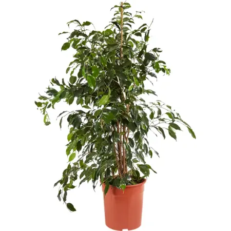 Фикус Benjamina Golden King 27x150 см