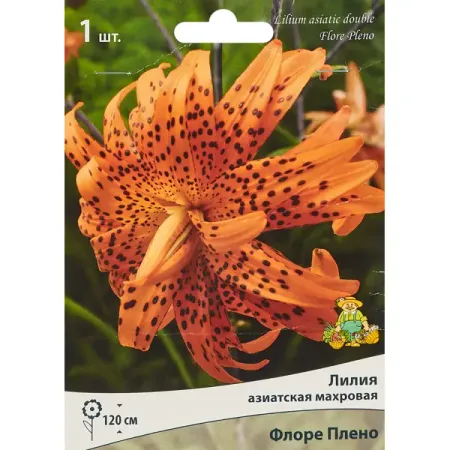 Лилия азиатская махровая Флоре Плено Кап губка для купания mepsi махровая белая