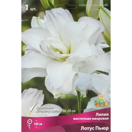 Лилия восточная махровая Лотус пьюр луковица 14/16 губка для купания mepsi махровая белая