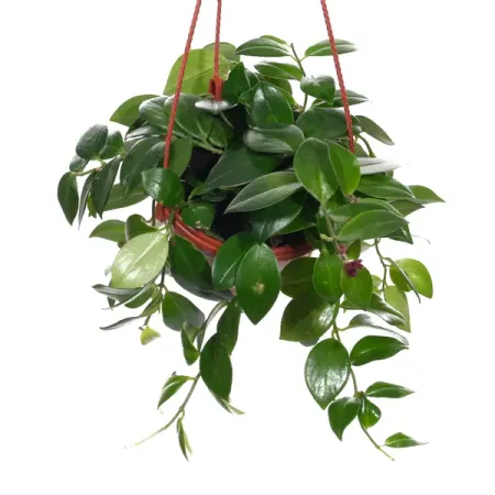 Хойя ø15 h25 см игорь михайлович шидловский 100 вопросов по географии ответы на которые должен знать каждый