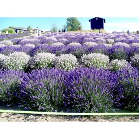 Лаванда узколистная микс