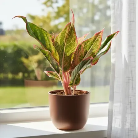 Аглаонема Сиам Аврора ø8 h20 см