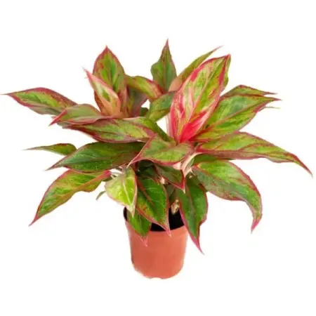 Аглаонема Сиам Аврора ø8 h20 см