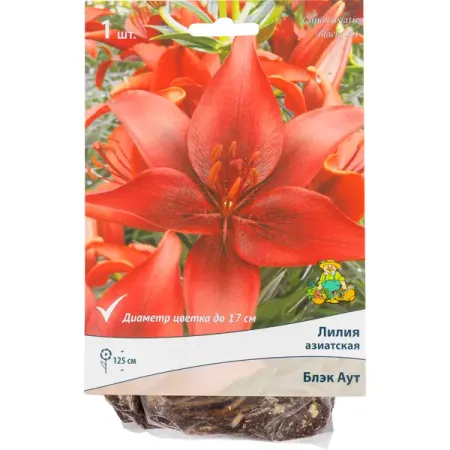 Лилии азиатские «Блэк Аут», размер луковицы 14/16, 1 шт.