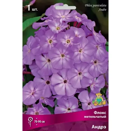 Флокс метельчатый Андрэ луковица I