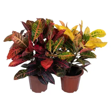 Кодиеум Вариегата ø20 h45 см