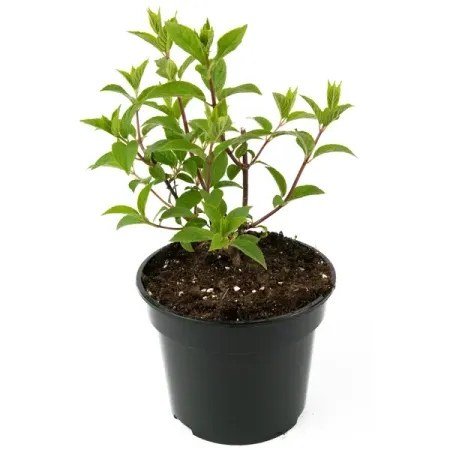 Гортензия метельчатая Vanille Fraise 20-30 см гортензия метельчатая коттон крим ø17 h20 см