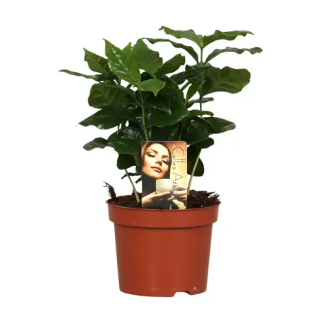 Кофе Арабика ø12 h25 см perffee погружная капельница для кофе