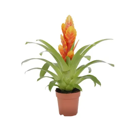 Бромелия микс ø9 h35 - 40 см