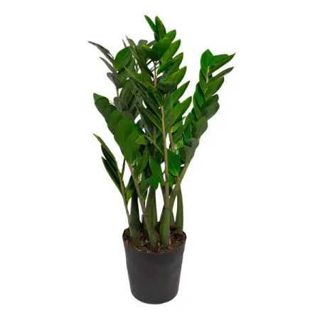 Замиокулькас ø19 h60 см