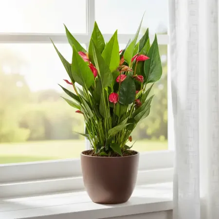 Антуриум Миллион Флауэр Ред ø12 h35 см коллекционная монета миллион рублей