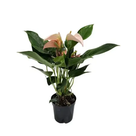 Антуриум Джоли персиковый ø11 h40 см