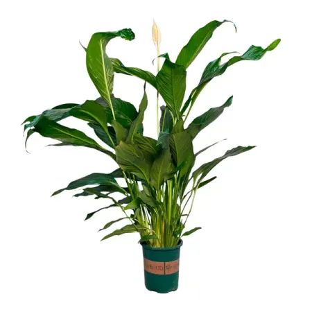 Спатифиллум Шопен ø13 h70 см