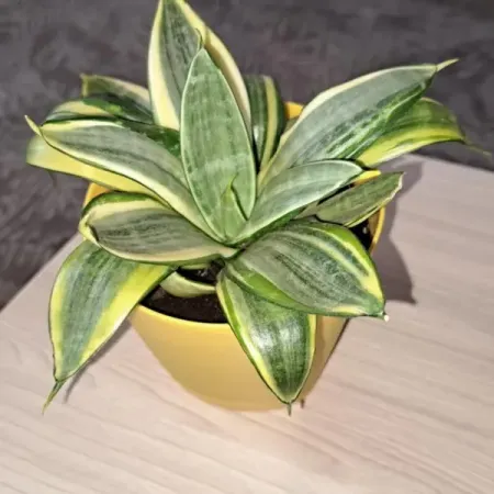 Сансевиерия Сильвер Фрост Хании ø14 h10 см