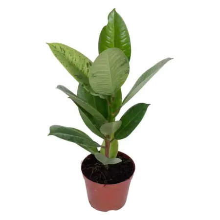 Фикус эластика Шивереана ø9 h25 см джордж оруэлл 1984 скотный двор да здравствует фикус