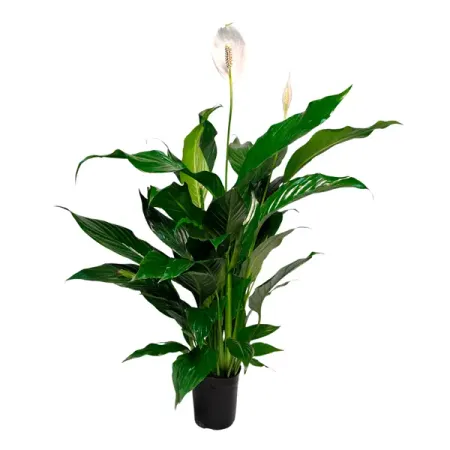 Спатифиллум Шопен ø13 h30 см