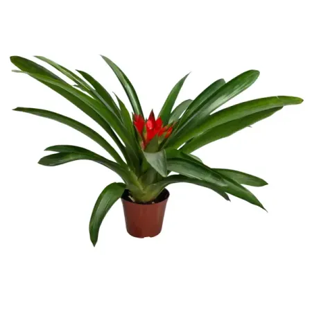 Гузмания Мелон ø11 h30 см