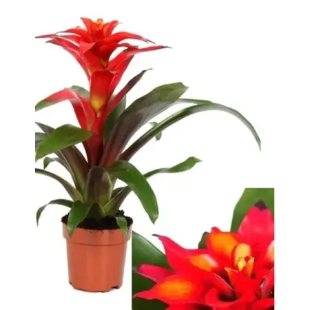 Гузмания Мелон ø11 h30 см