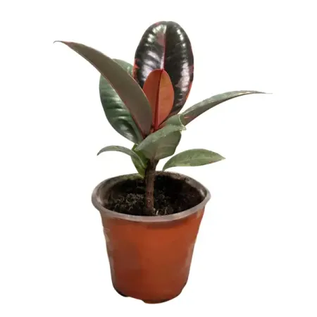 Фикус Руби ø9 h20 см