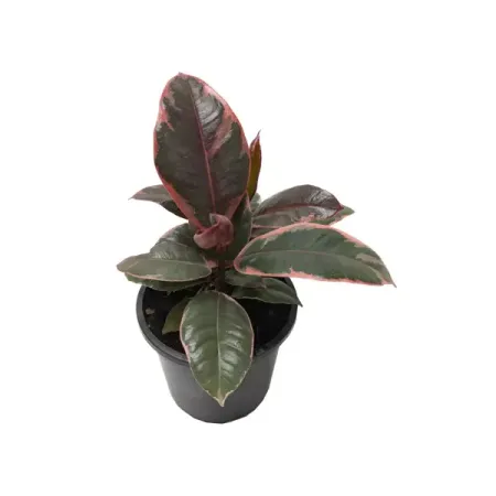 Фикус Руби ø9 h20 см хорошо или плохо развивающая игра лото для   5 7 лет