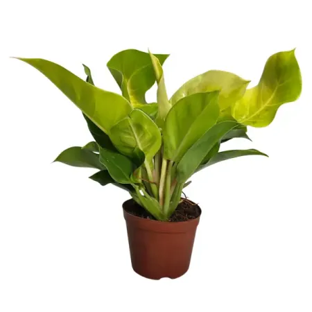 Филодендрон Империал Голден ø10 h25 см живое растение лиана филодендрон империал грин в горшке d 12 h 25 см 1 шт