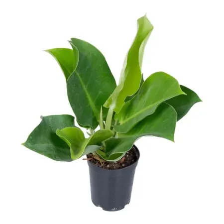 Филодендрон Империал Голден ø10 h25 см