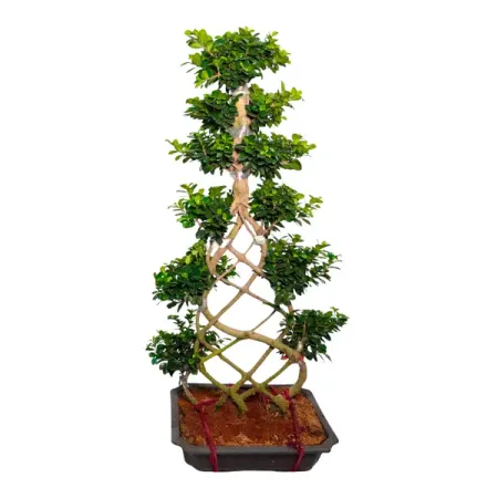 Фикус Микрокарпа Гинсенг Решетка ø53 h130 см джордж оруэлл 1984 скотный двор да здравствует фикус