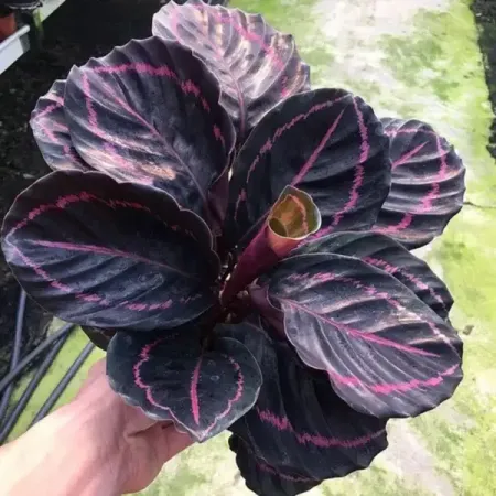 Калатея Вейча ø11 h20 см