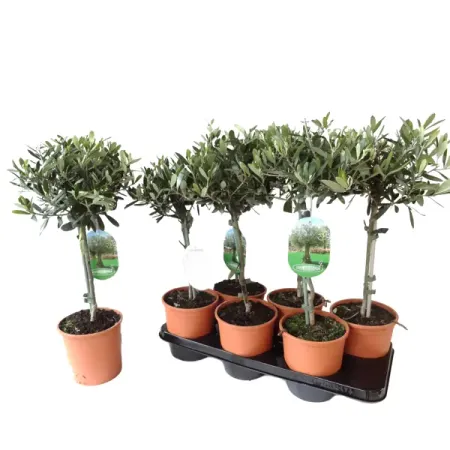 Олива европейская ø15 h55 см