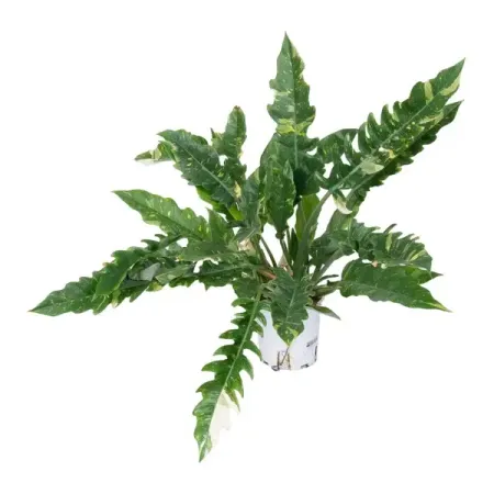 Филодендрон Ринг Оф Файер ø15 h45 см владимир юрьевич завьялов брачный ринг от борьбы к гармонии