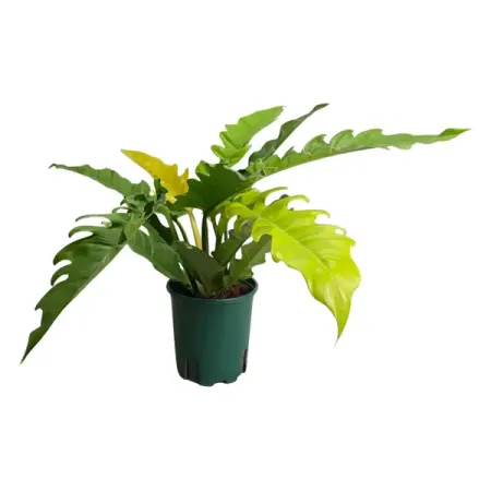 Филодендрон Ринг Оф Файер ø15 h45 см