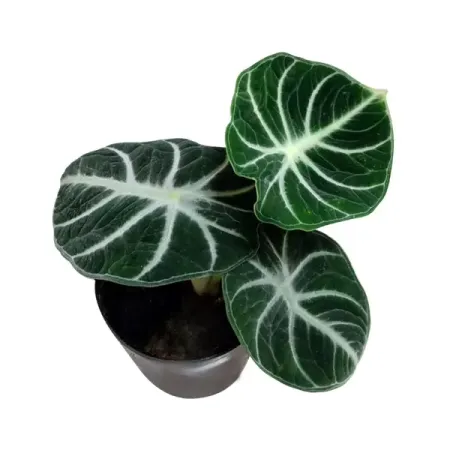 Алоказия регинула Ниндзя ø10 h10 см