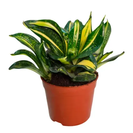 Сансевиерия Солид Голд ø14 h10 см