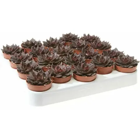 Эхеверия Мустанг ø7 h3 см