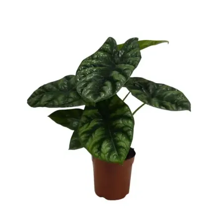 Алоказия Синуата ø11 h25 см