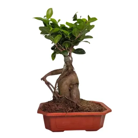 Фикус Микрокарпа Гинсенг ø12 h15 см