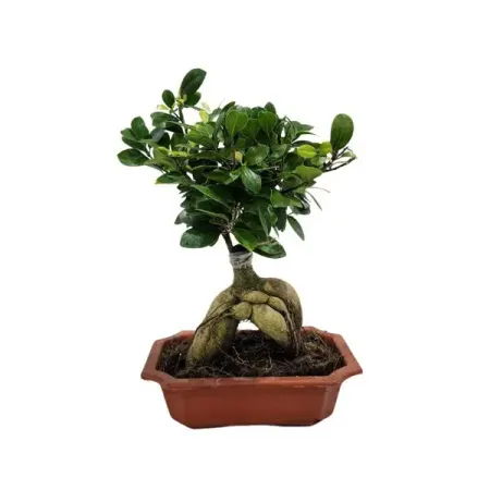 Фикус Микрокарпа Гинсенг ø12 h15 см джордж оруэлл 1984 скотный двор да здравствует фикус