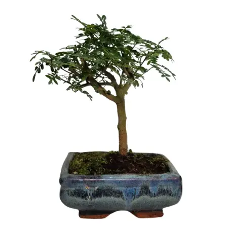 Фисташка Китайская ø16 h25 см протеин steelpower fast whey сывороточный фисташка мороженое 450 г